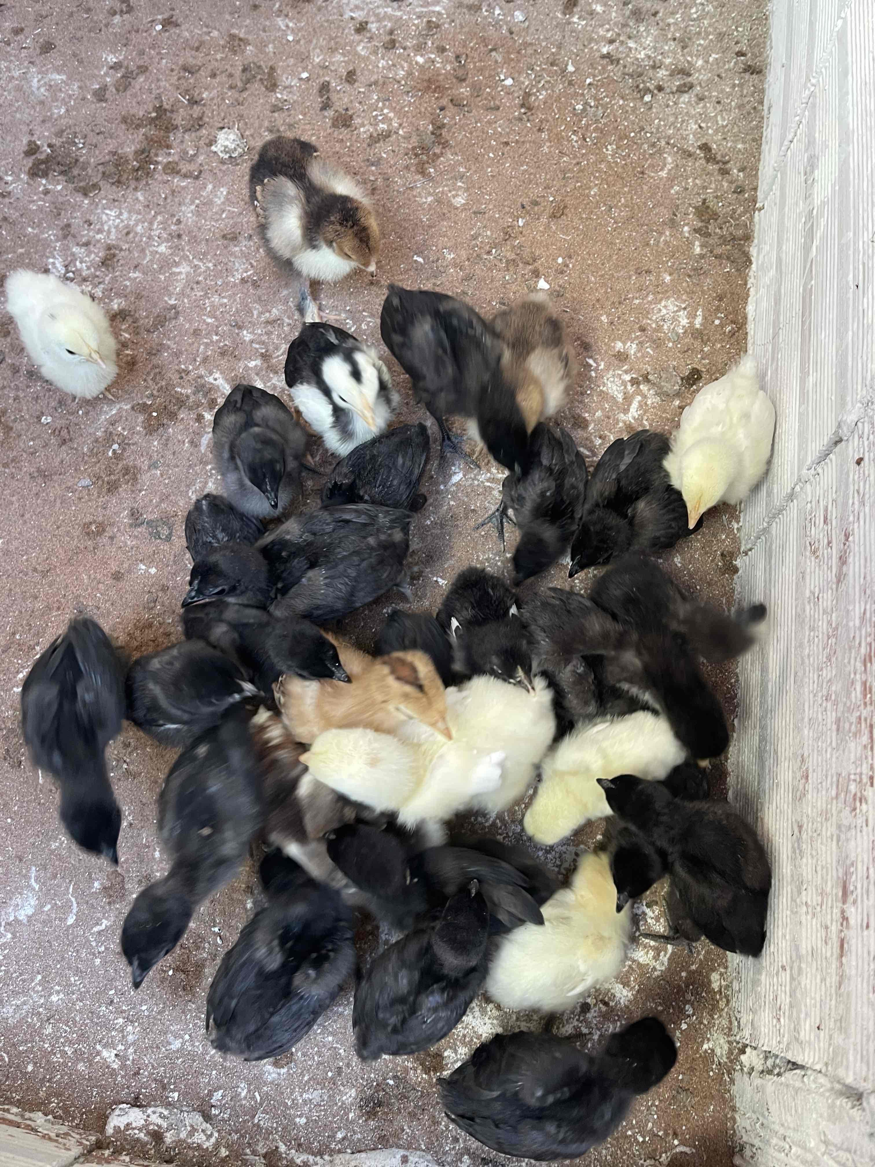 Cemani / Brahma