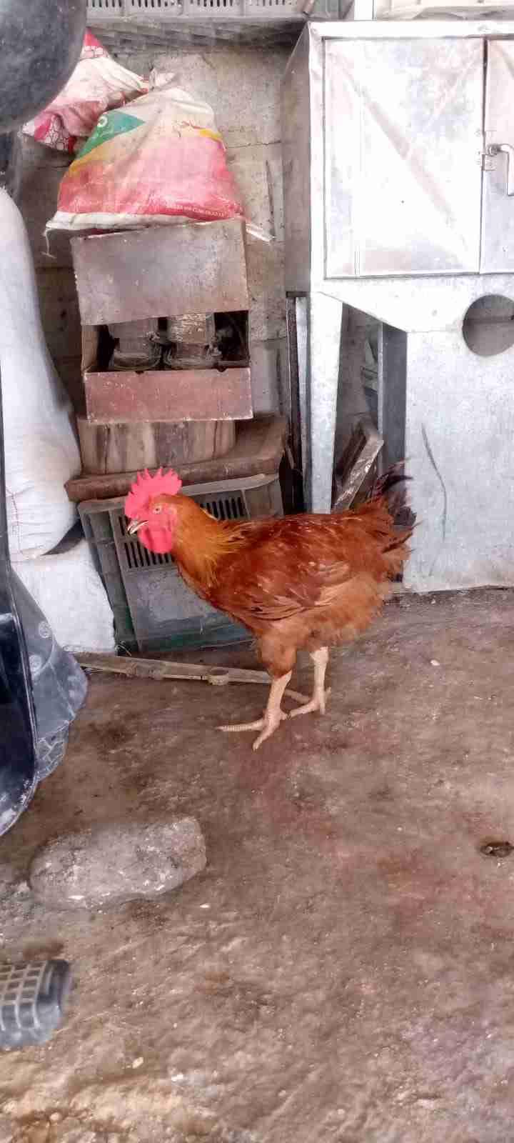 دجاج كروزي