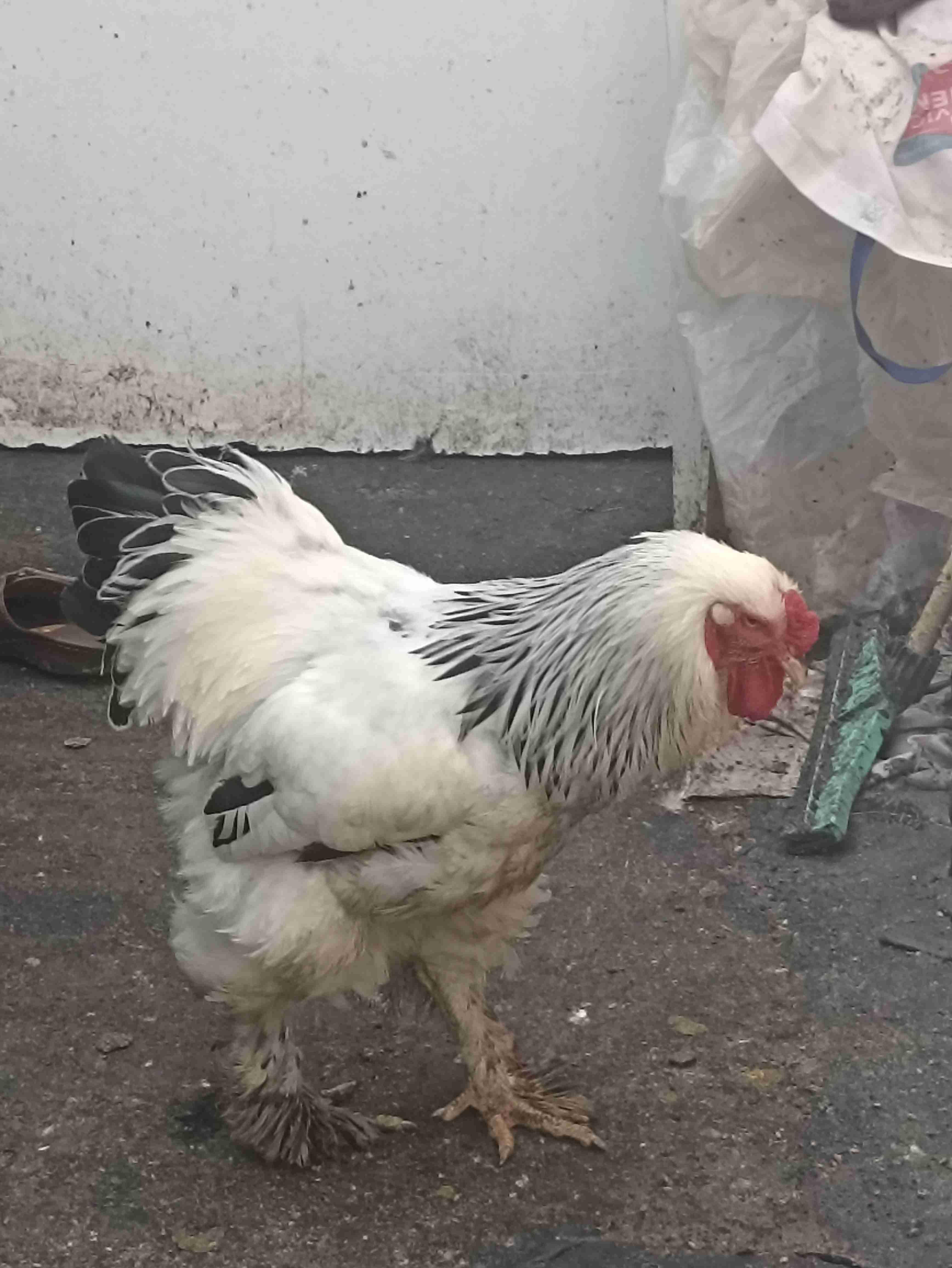 Tétouan