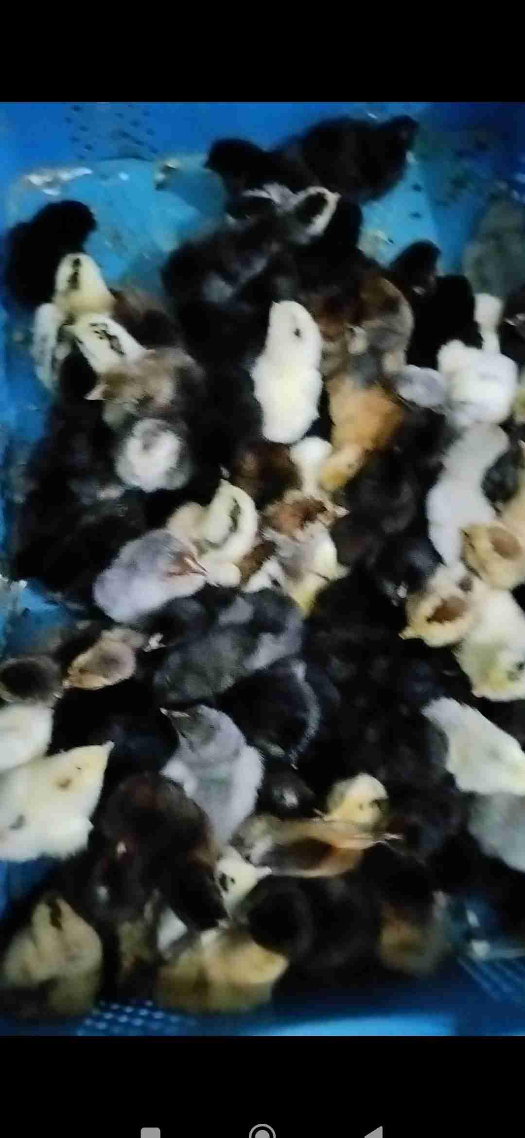 خاليط السولات