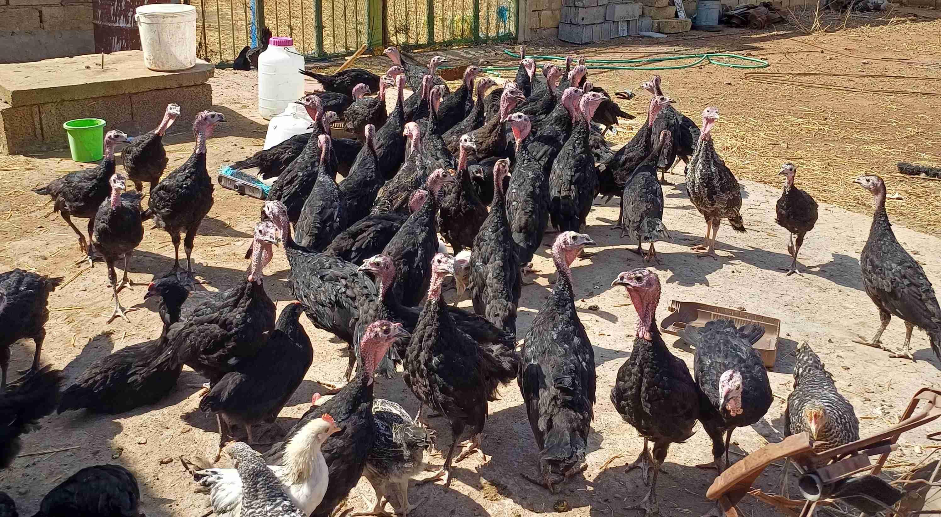 بيبي بلدي