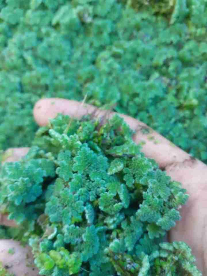 🍀 واش باقي كتصرف مبالغ كبيرة على العلف كل شهر؟ازولا نيلوتيكا الحرة علف للدواجن و للغنم و السمان و غنية ب نسبة كبيرة تاع البروتين كتوصل 60% ✔️ كتتكاثر بسرعة كبيرة بزاف يعني تاخد منها ليوم كتخل
