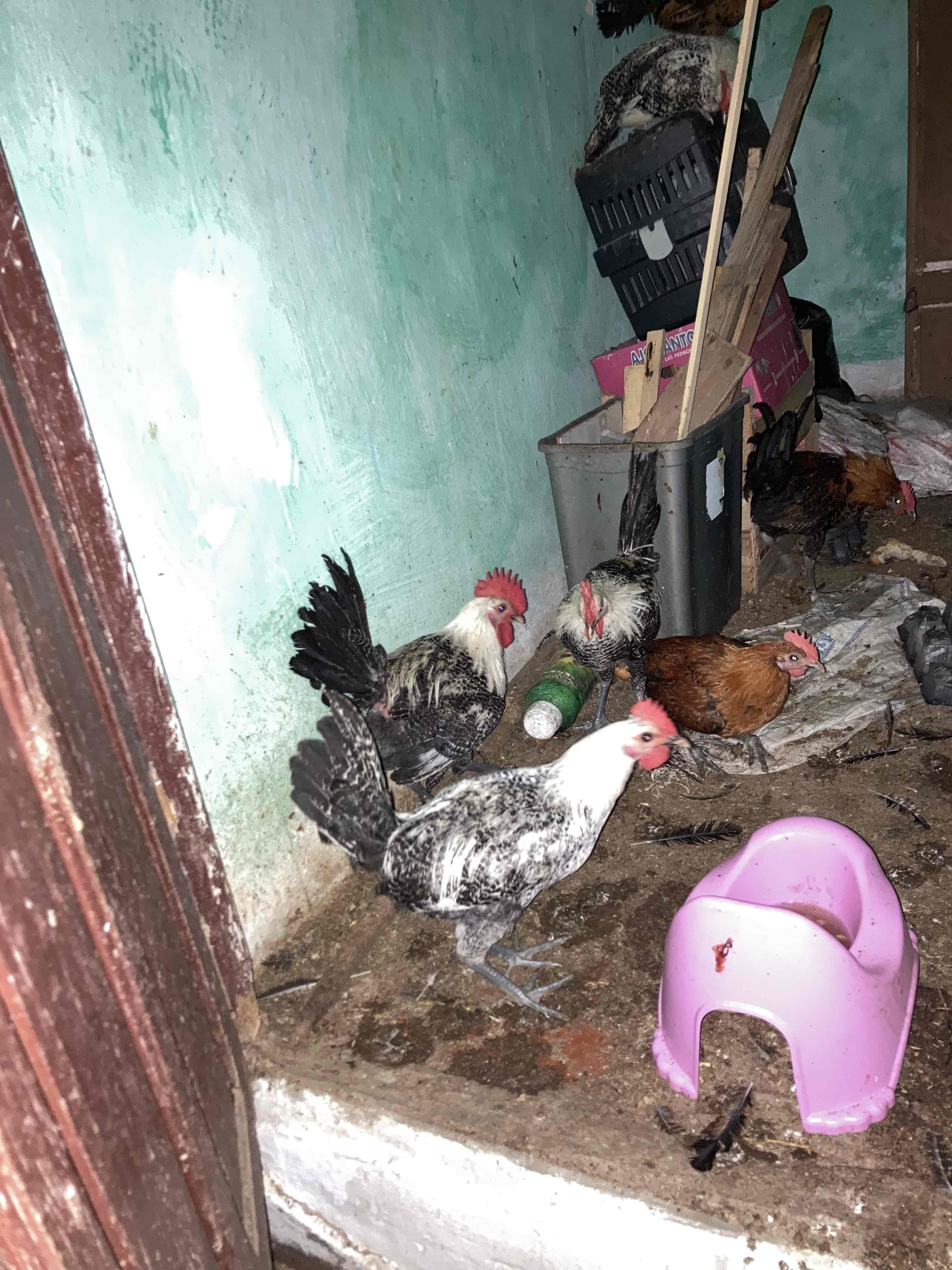 دار البيضاء