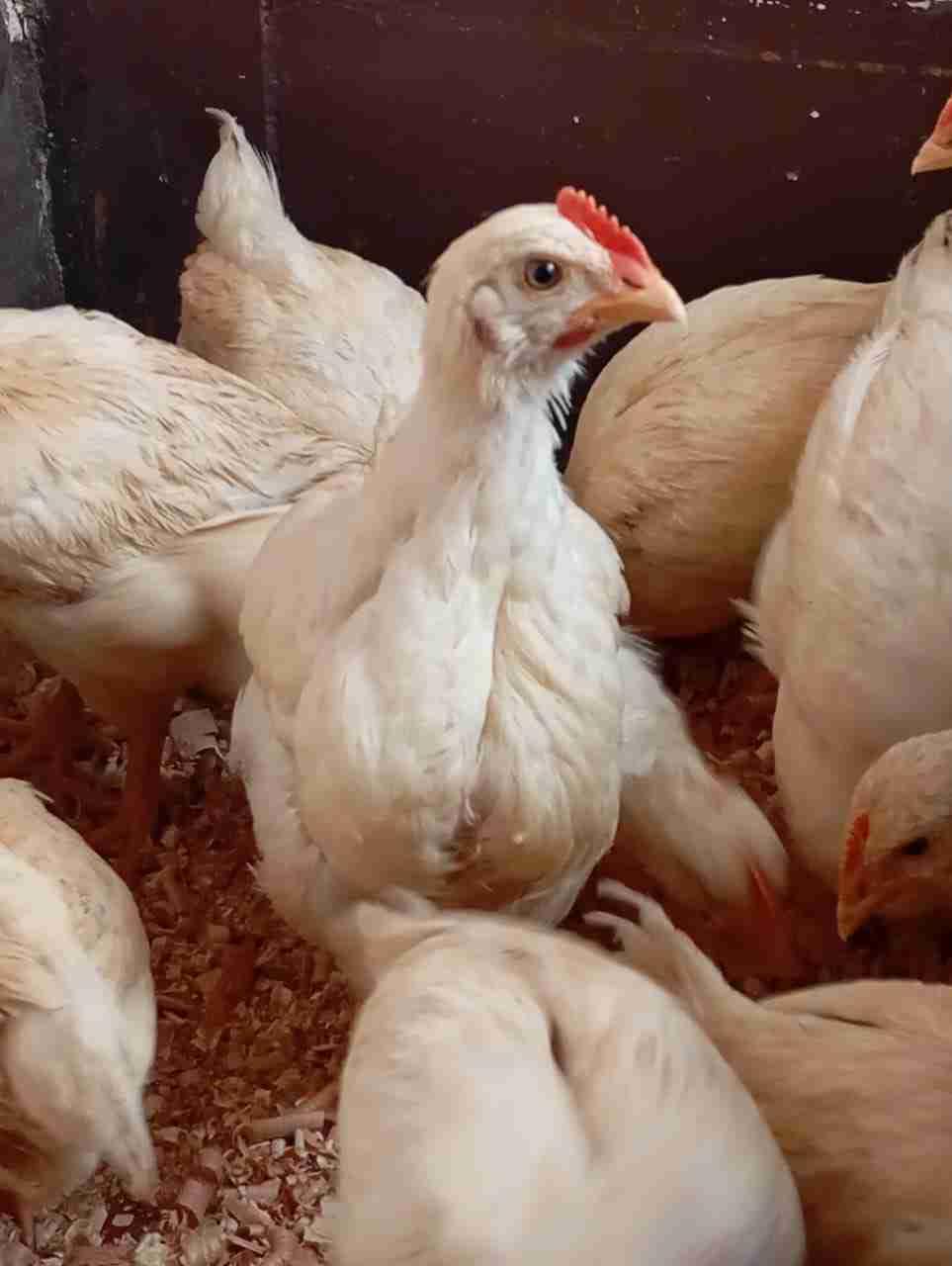 دجاج الهيبي