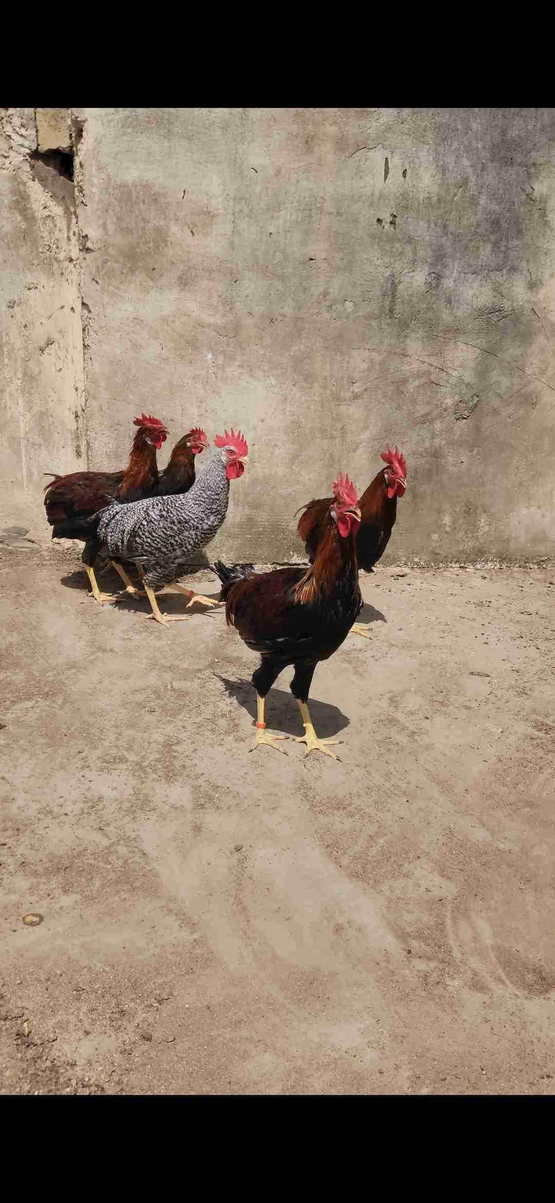 الدار البيضاء سيدي مسعود