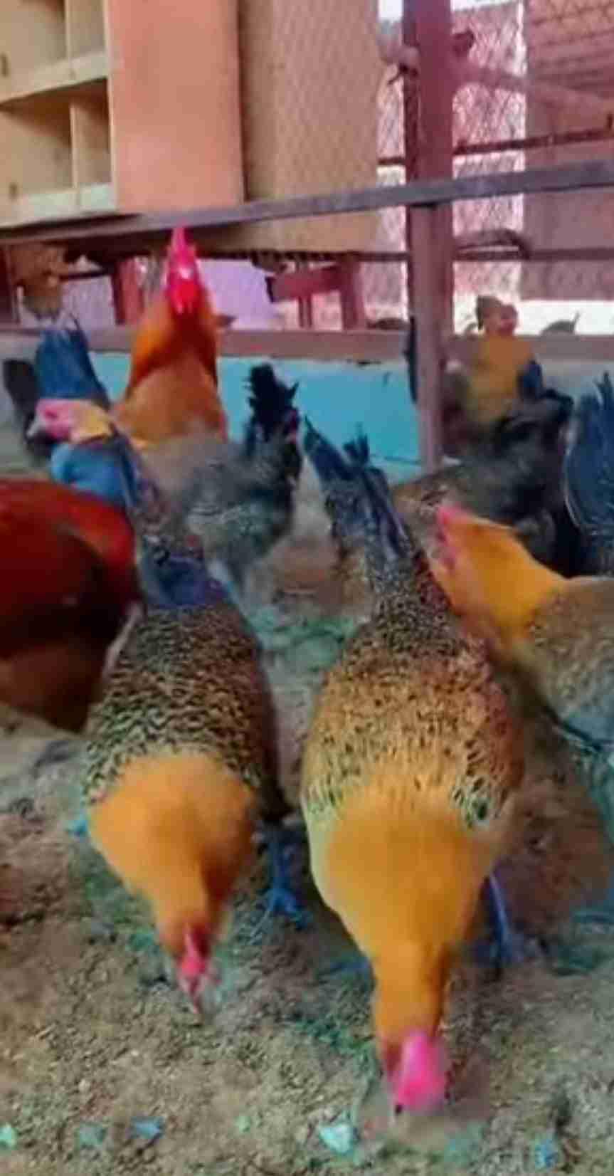 دجاجة فيومي دهبي عمر9اشهر