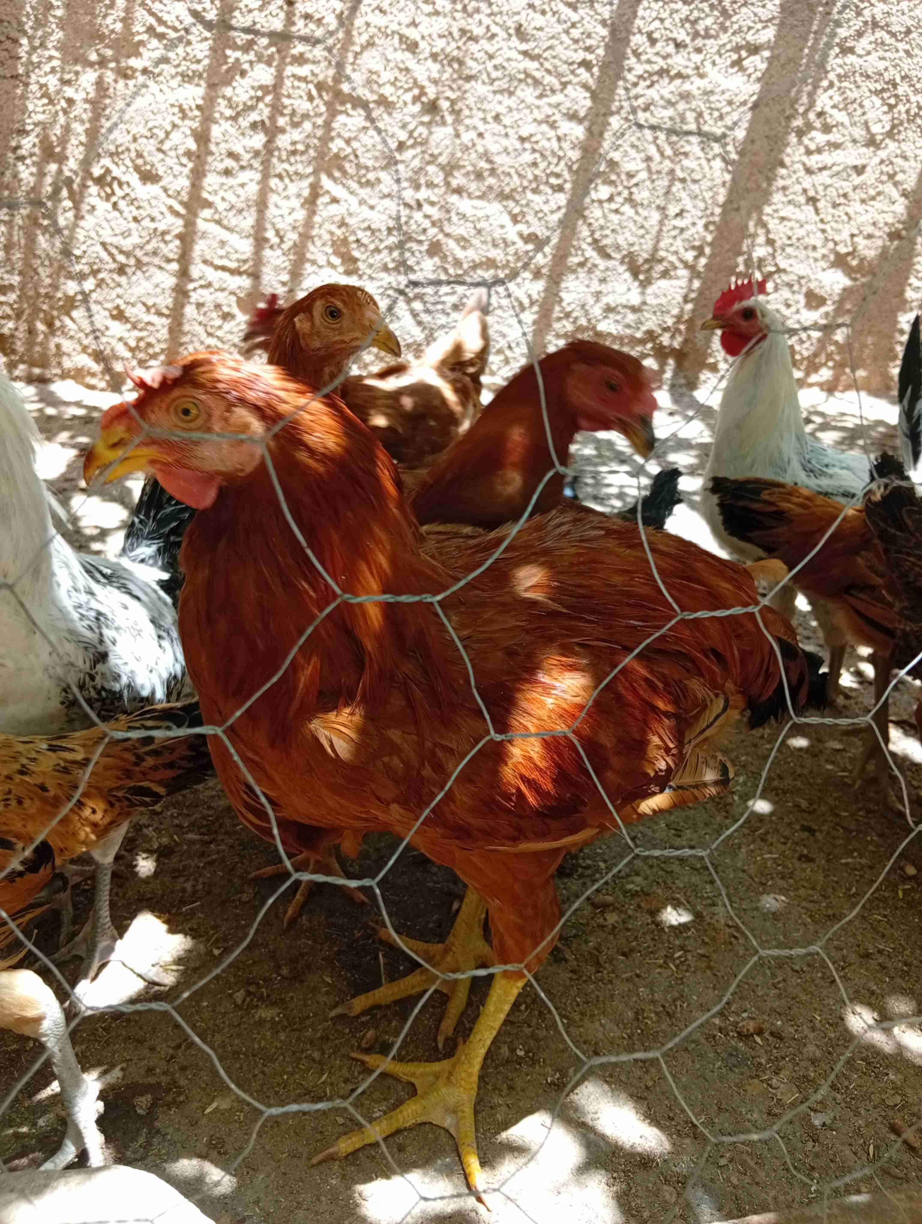 ديك الفرنسي