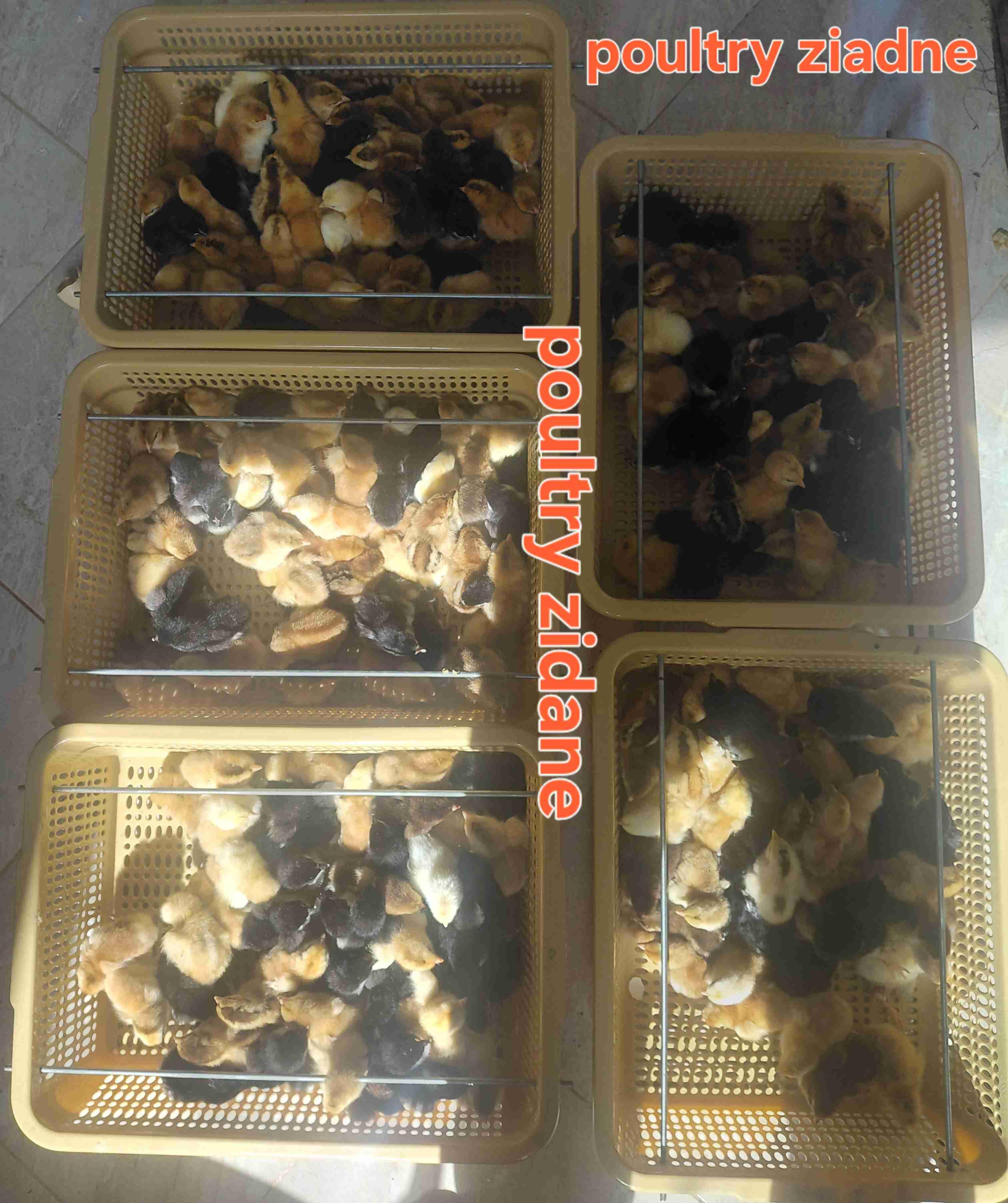 توفر كتاكيت 🐣الاسترالوب الاسود* الهجين فرنسي*الليجورنالعدد:250 المكان :النواصر -الدار البيضاء#الدارالبيضاء #النواصر #مديونة للبيع جملةpoultry Zidane +212679145117