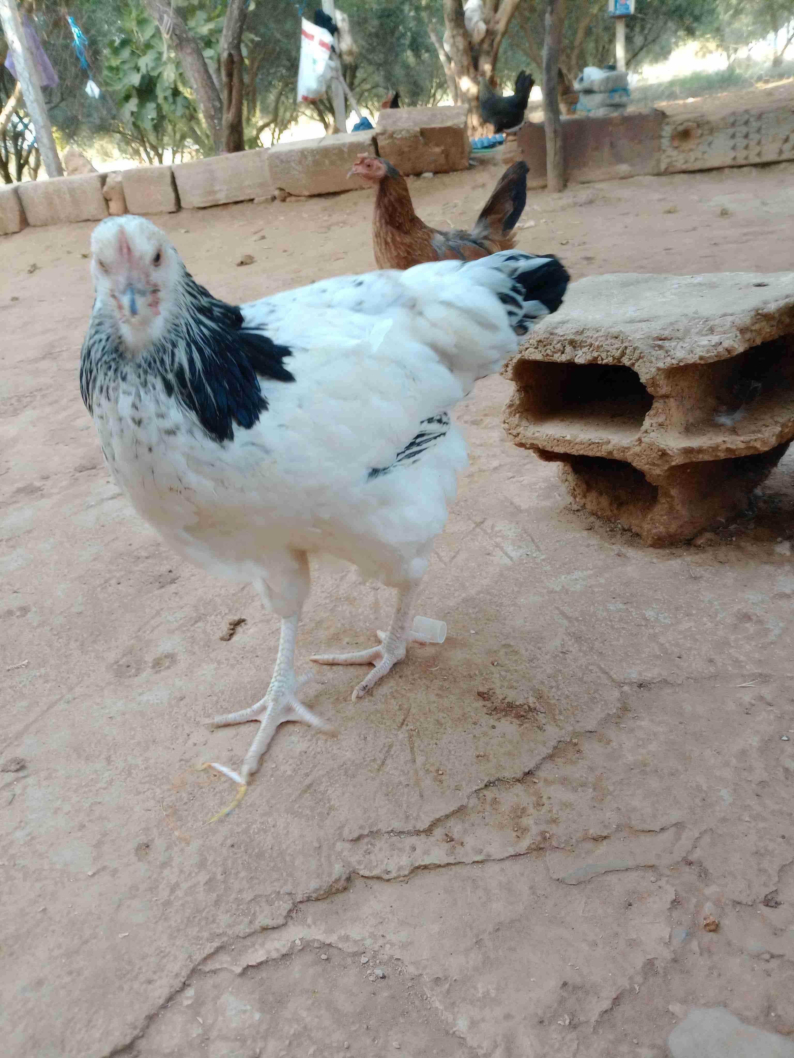 مكناس