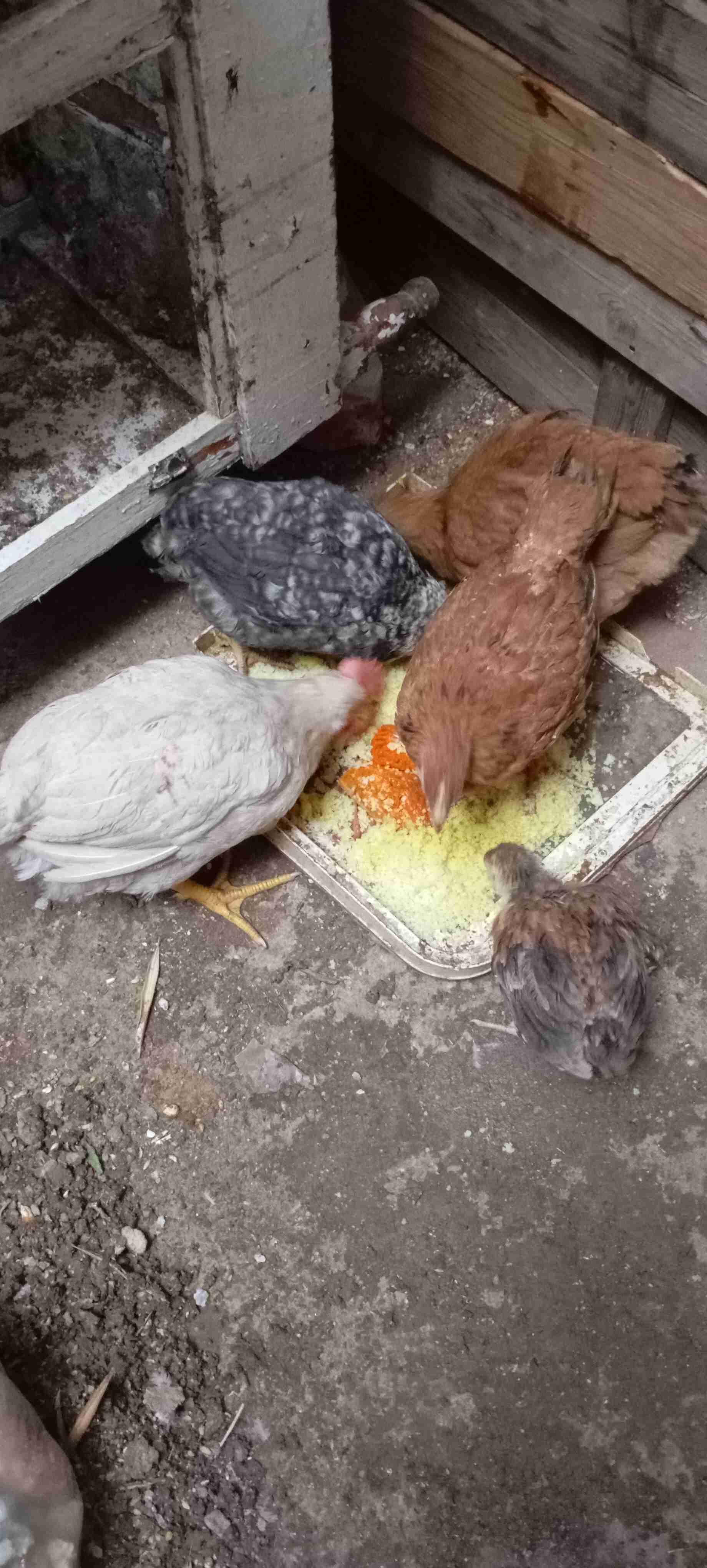 مرحبا