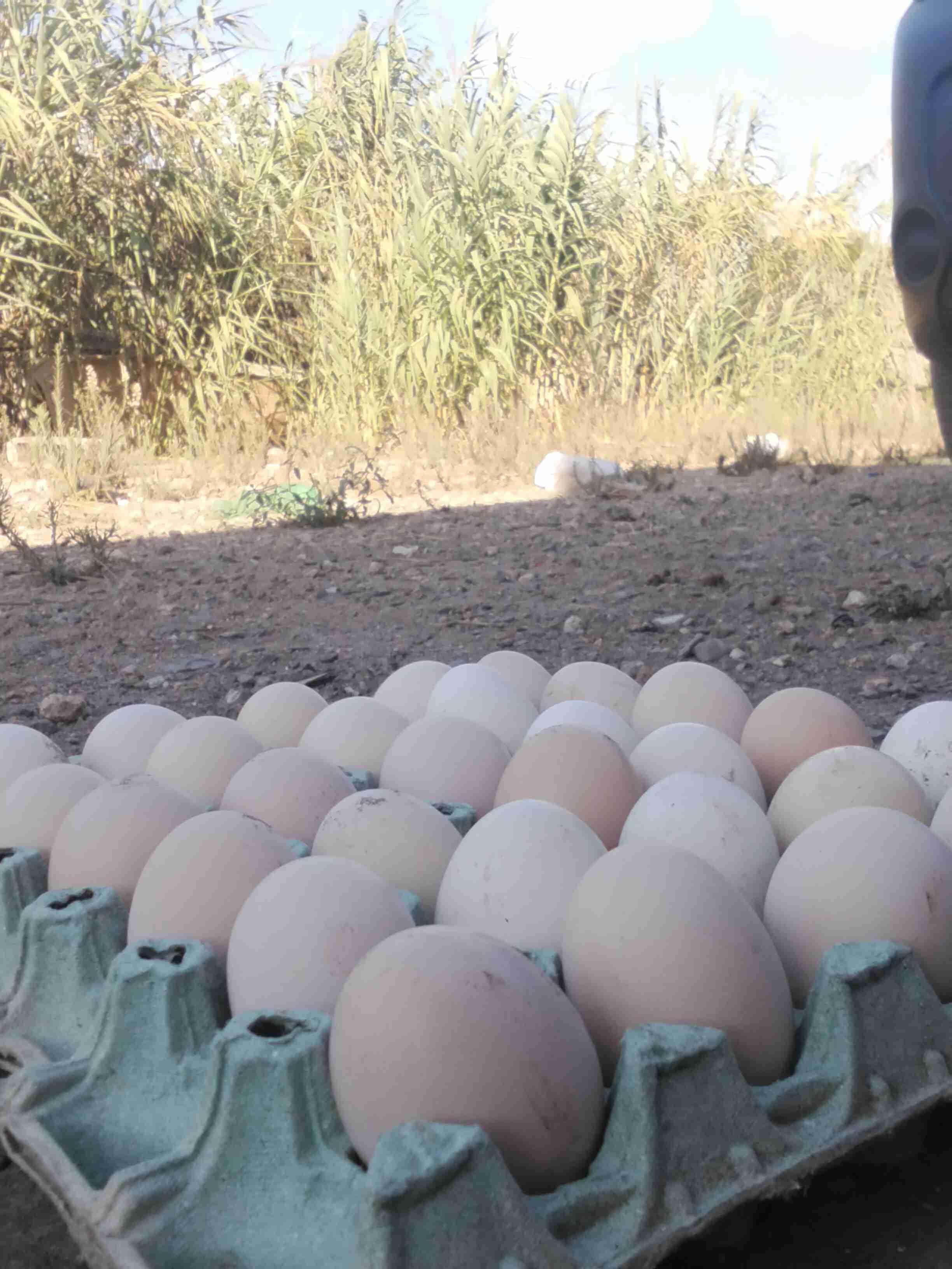 دوار اولاد بوشيحة تمارة عين عتيق