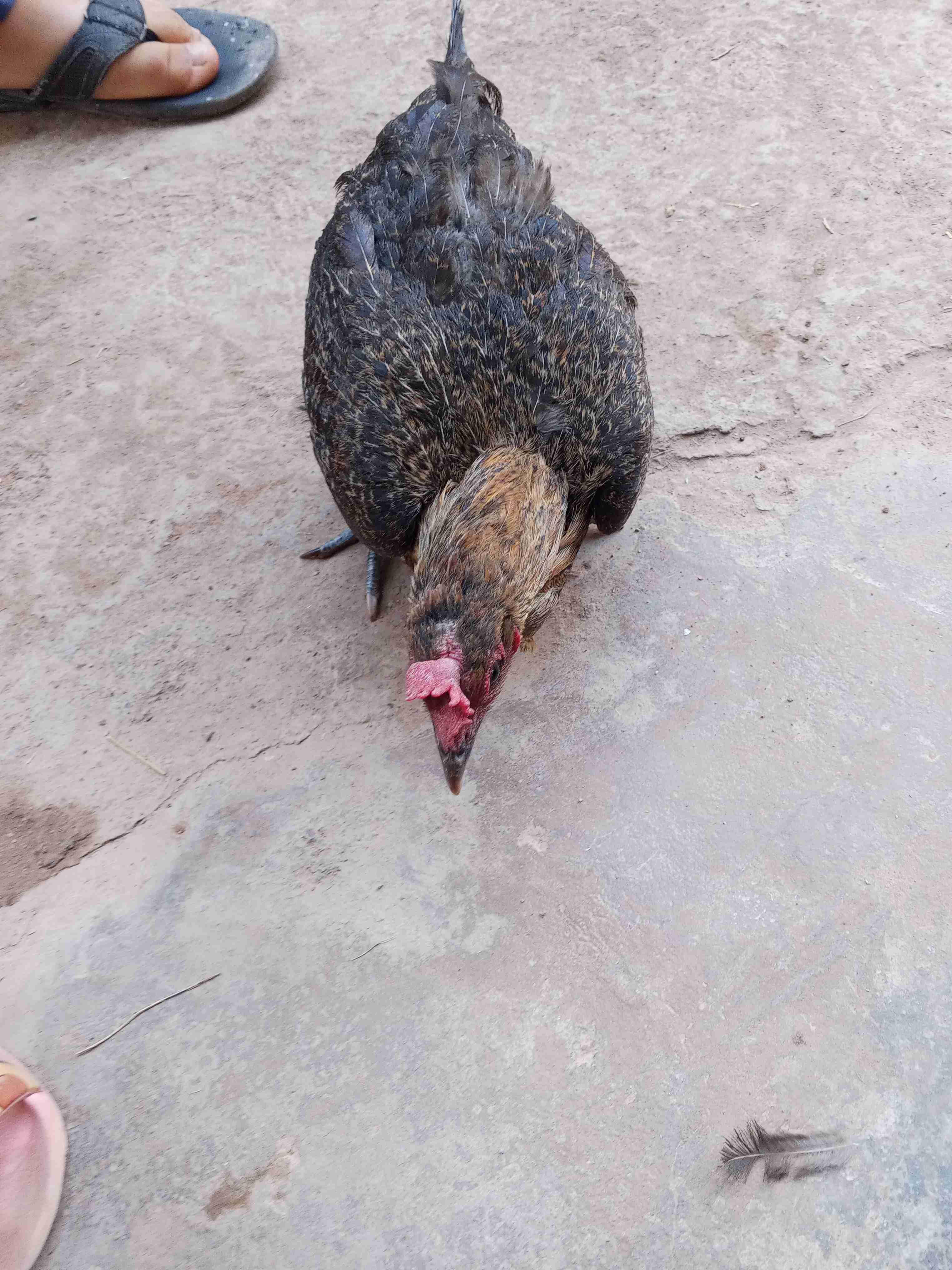 بوروطة