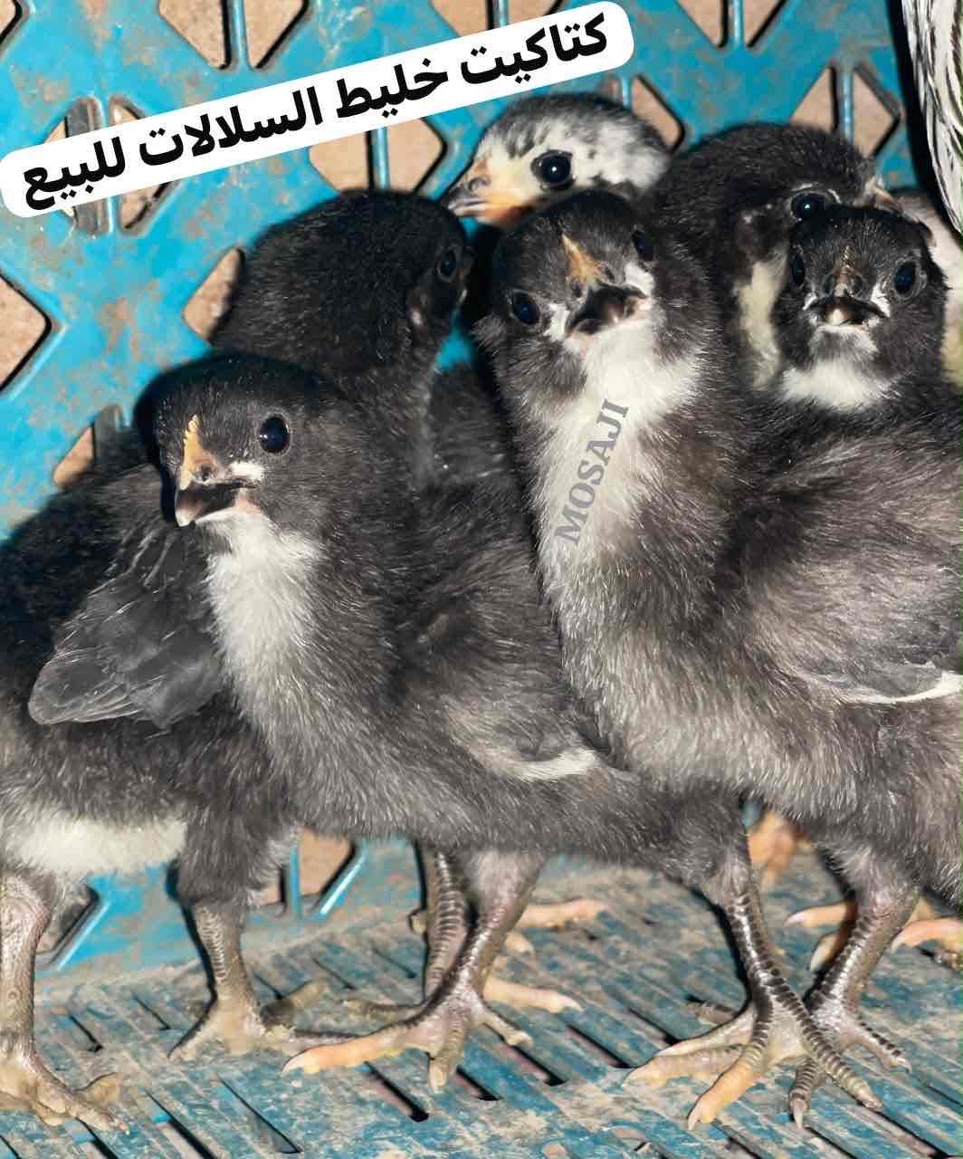 كتاكيت 🐥 خليط السلالات البياضة