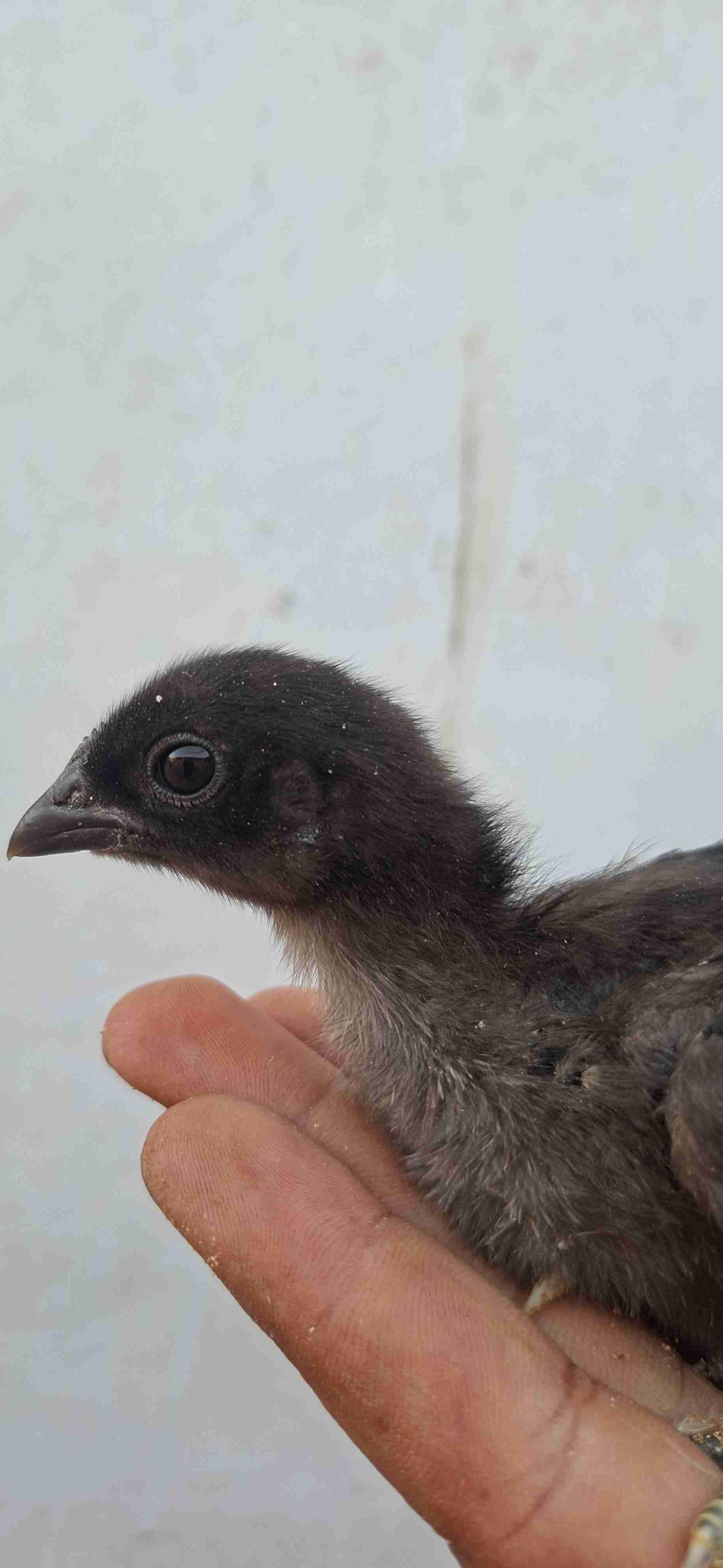 Poussins cimani 15 jour
