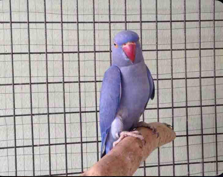 الببغاء الهندي
