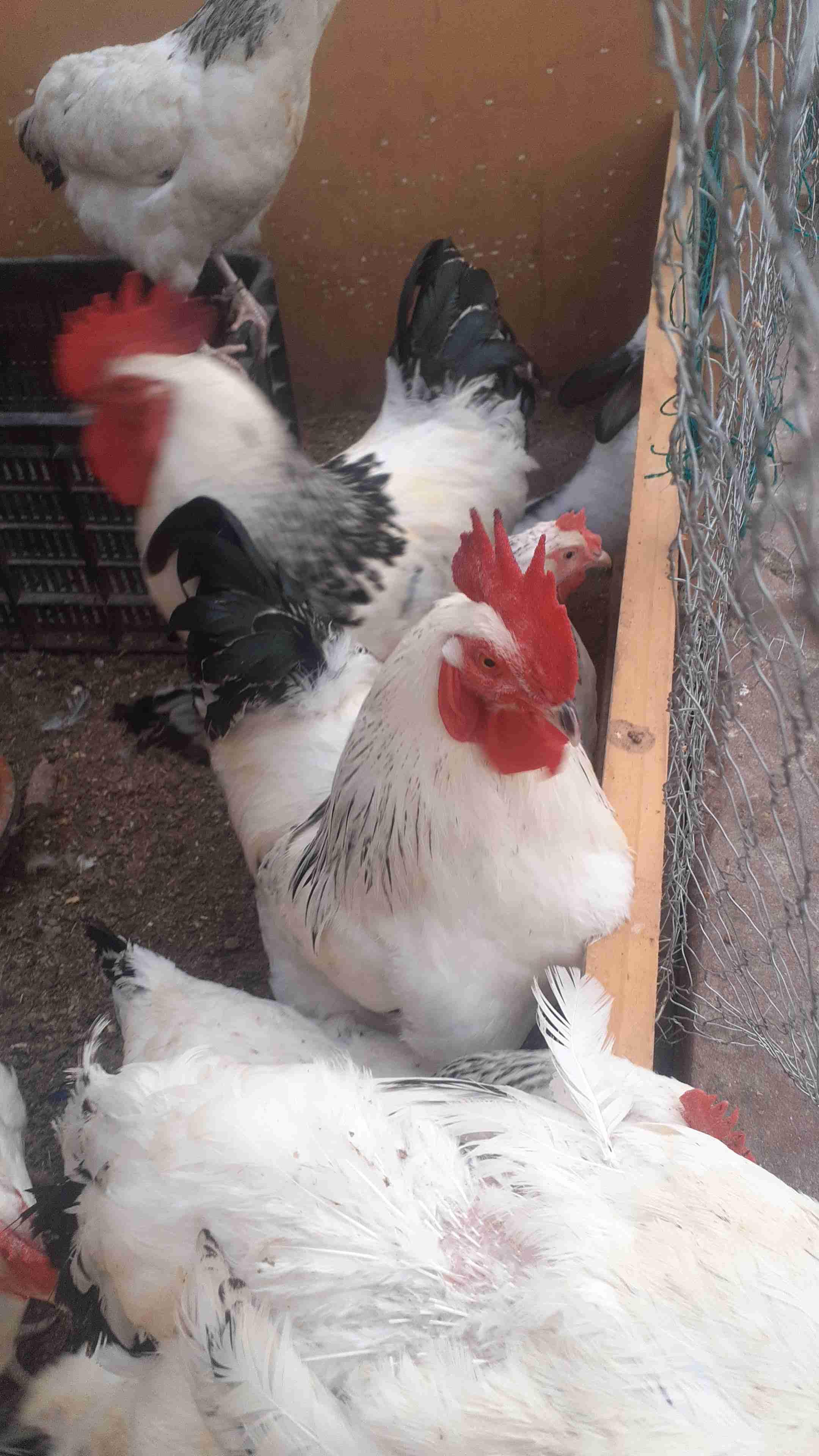 الدار البيضاء