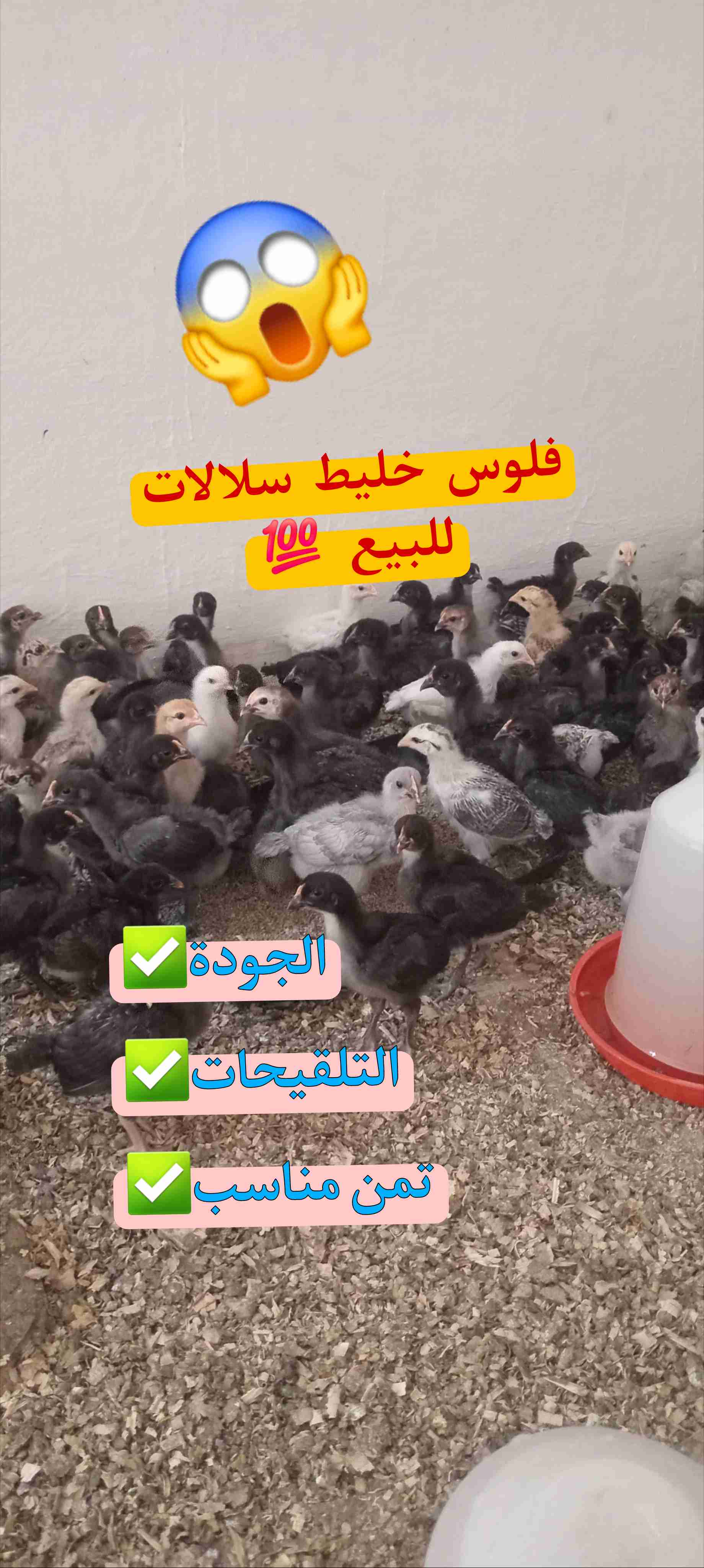 فلوس خليط سلالات