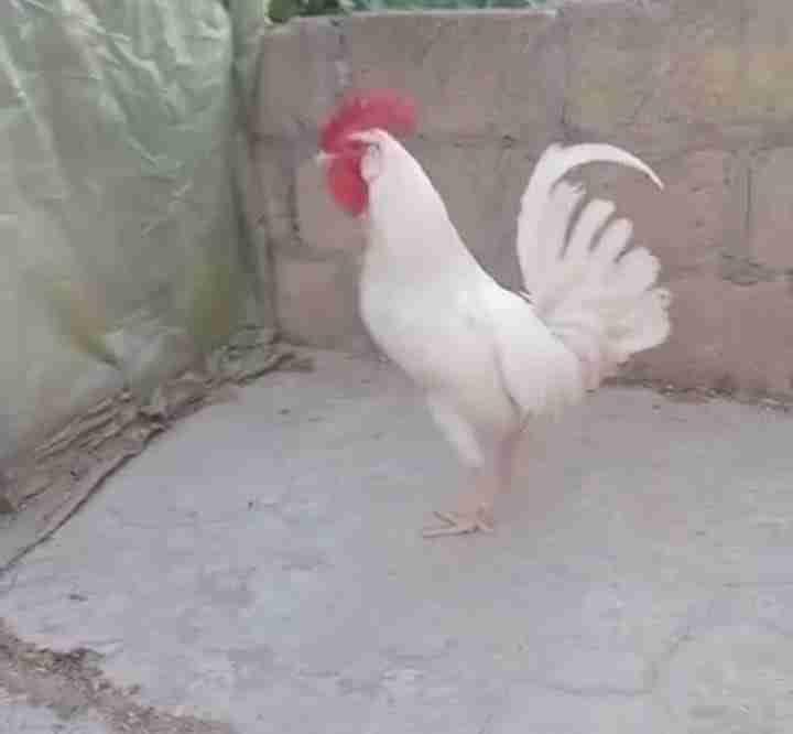لمهاية مكناس