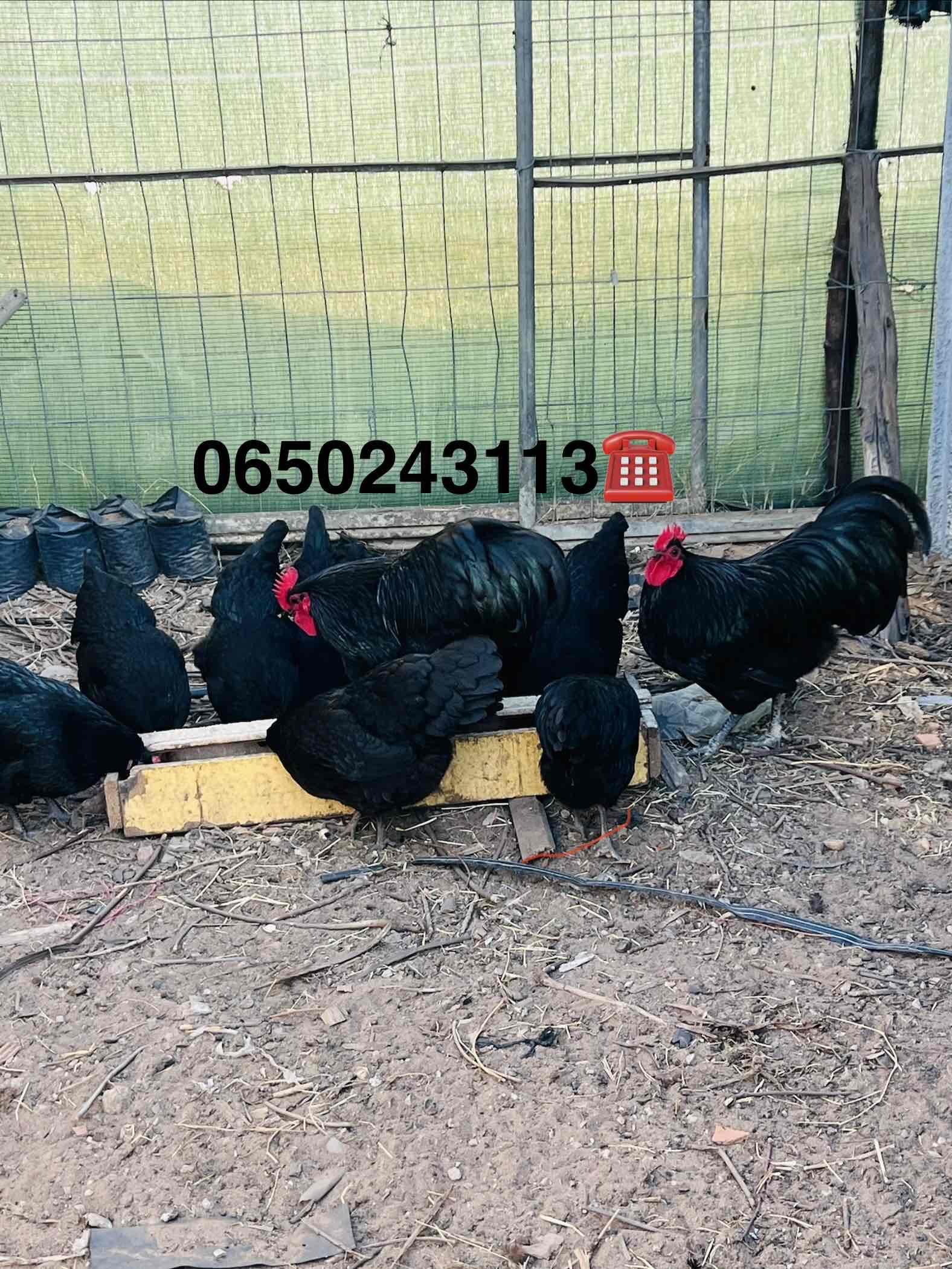 متوفر بيض مخصب 🥚+ كتاكيت في مختلف الأعمار 🐥الأسترالوب الأسود الملكي 🖤متوفر الإرسال للتواصل0650243113☎️