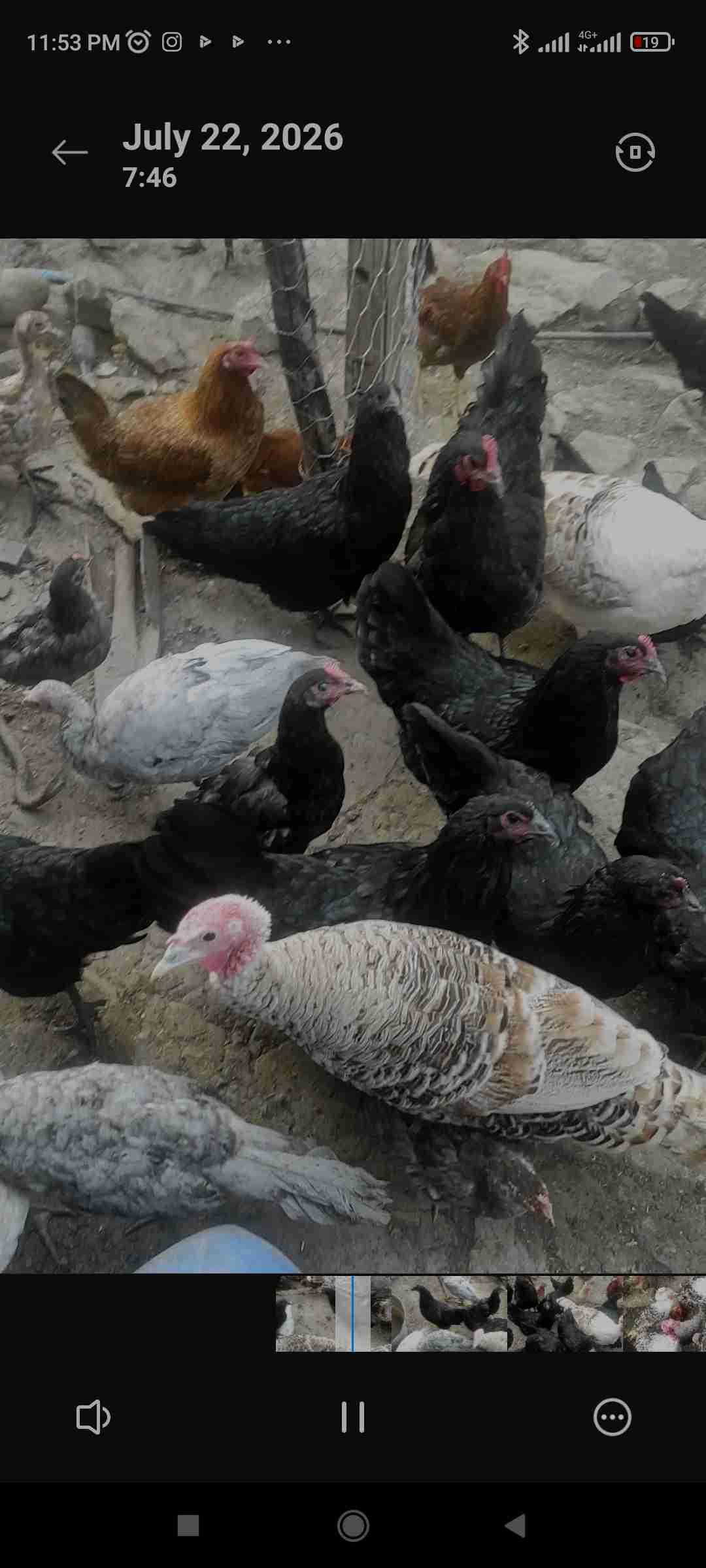 استرالوب اسود