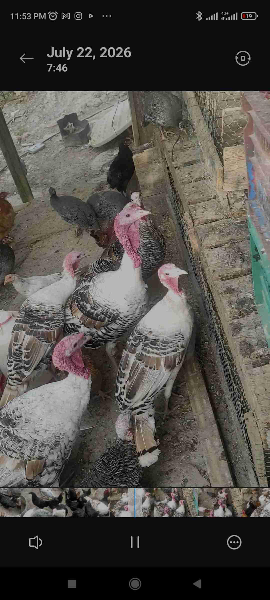 الديك الرومي بيبي