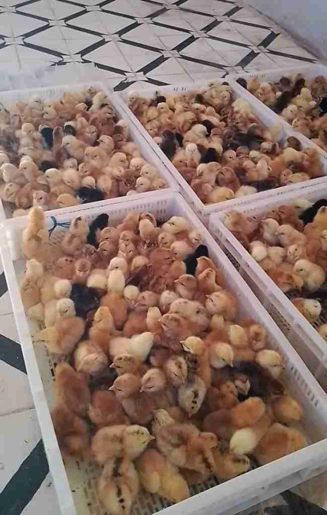 0638886460 وتساب