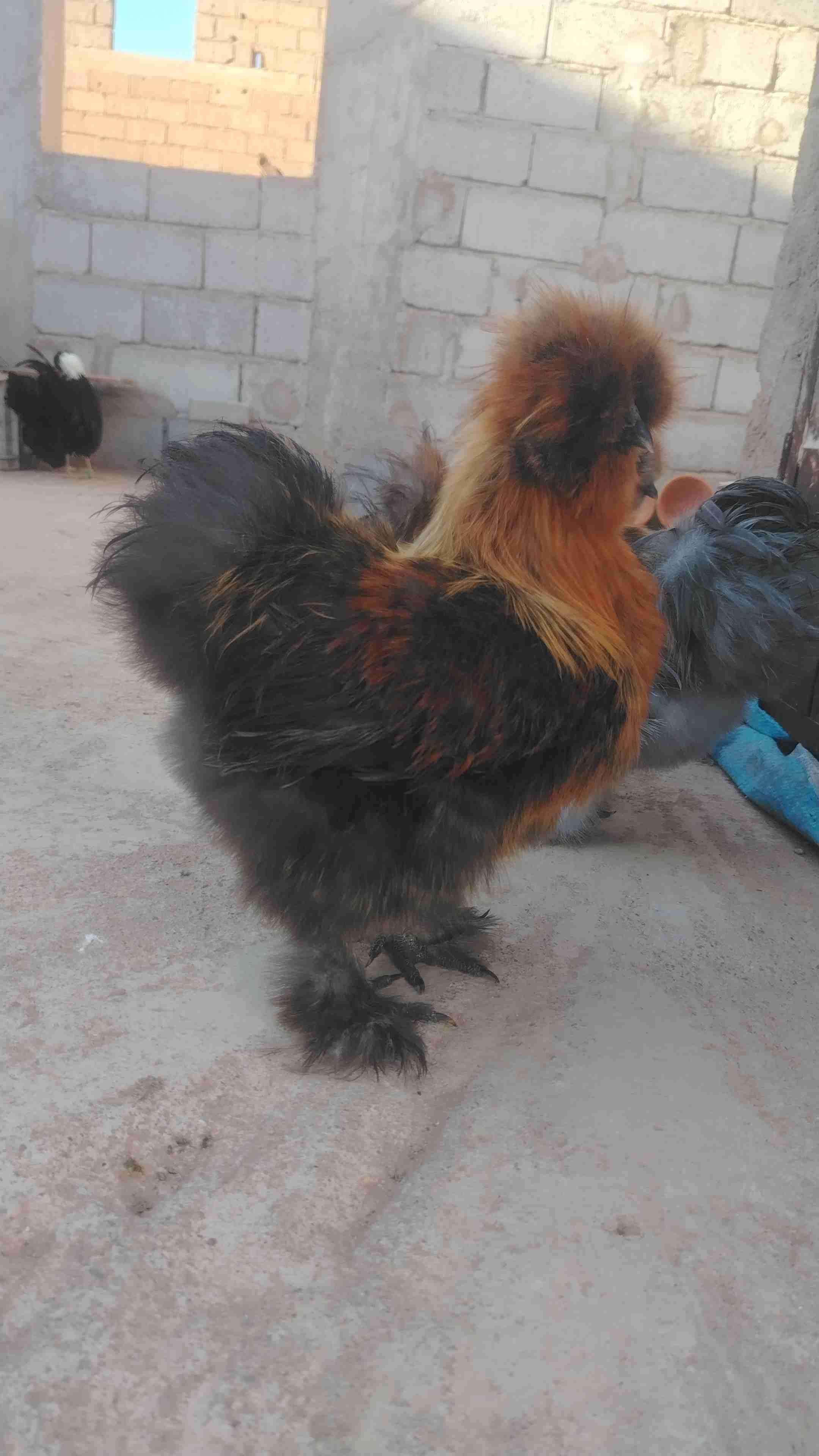 دجاج حريري ملكي