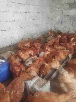 بيع دجاج 🐔 الايزابراون أو الفرنسي