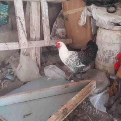 دجاجة  الفيومي  بصح جيداة