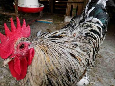 بيض أسترالورب مخصب (Blue × Black) - جودة ممتازة 🥚🐔