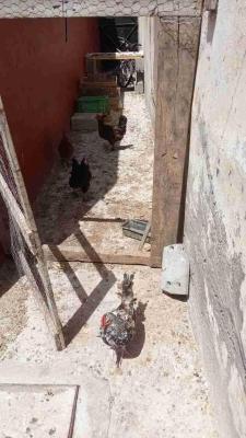 مديونة
