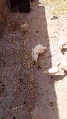 مديونة