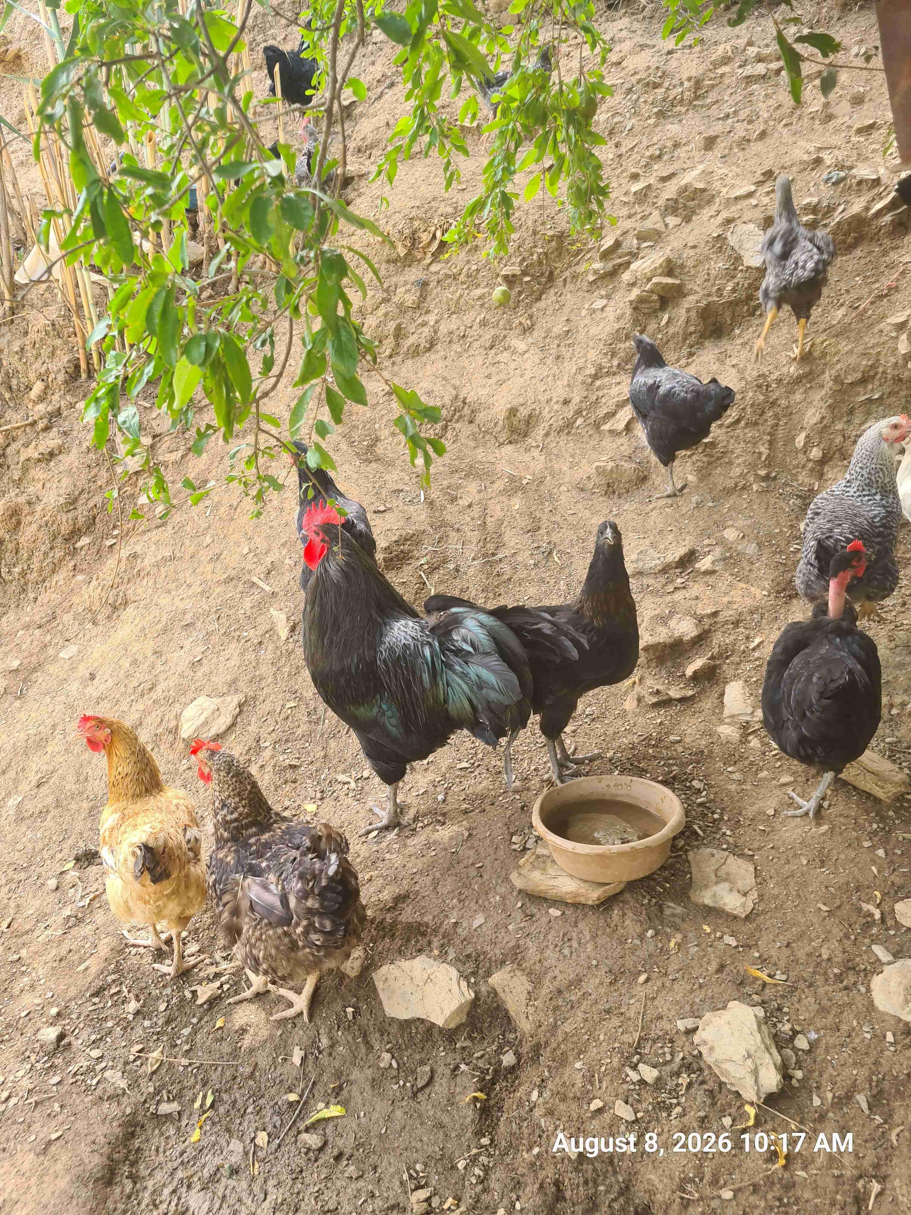 فروج استرالوب حر