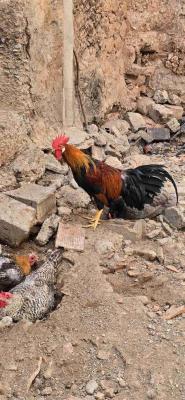3 فرارج ليجورن للبيع