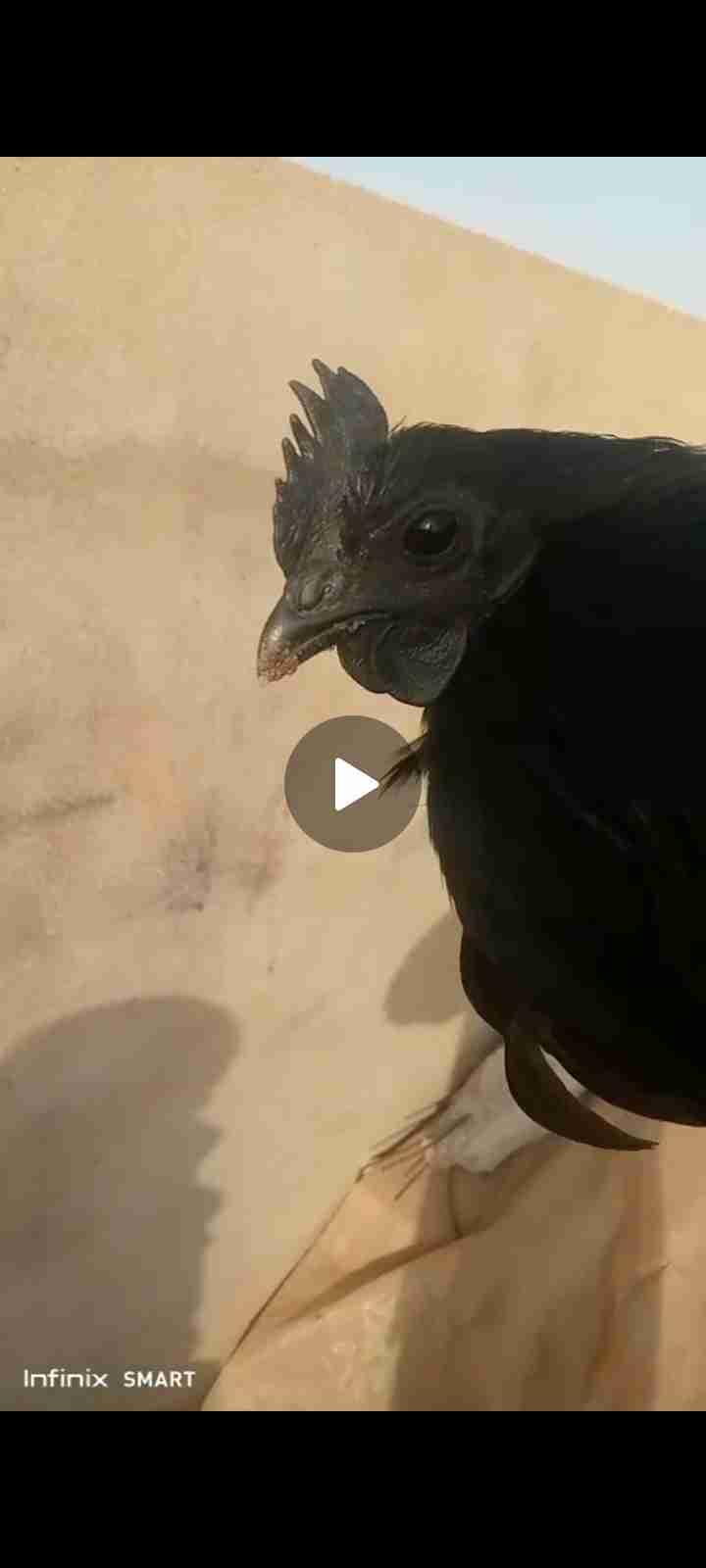 أيام سيماني 🐓 عمر شهرين ونصف