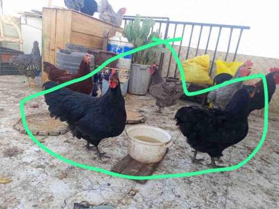 دجاج أوسترالوب بصحة جيدااا