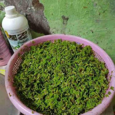 أزولا للبيع – جودة ممتازة وأثمنة مناسبة 🌱