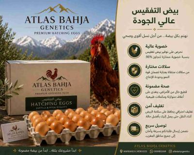 بيض الدجاج الفرنسي المخصب عالي الجودةعرط محدود سارع قبل الانتهاء