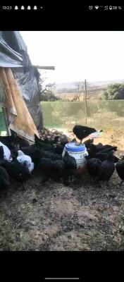 طنجة اصيلة