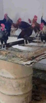 ديوك الخليط