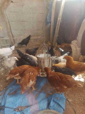 أسفي