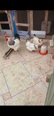 مكناس
