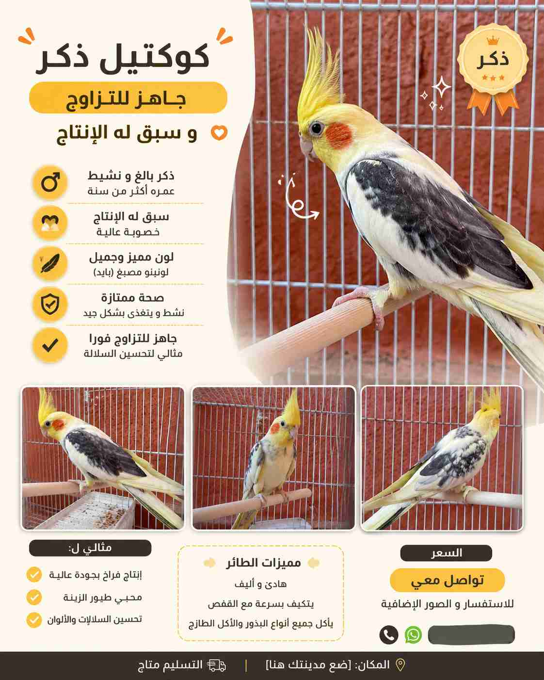 ذكر كالوبسيط جاهز للتزاوج