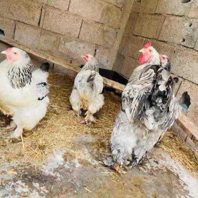 البراهما brahma
