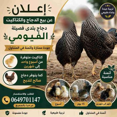 حي الزيتون تكوين أكادير