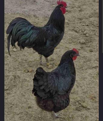 أوسترالوب