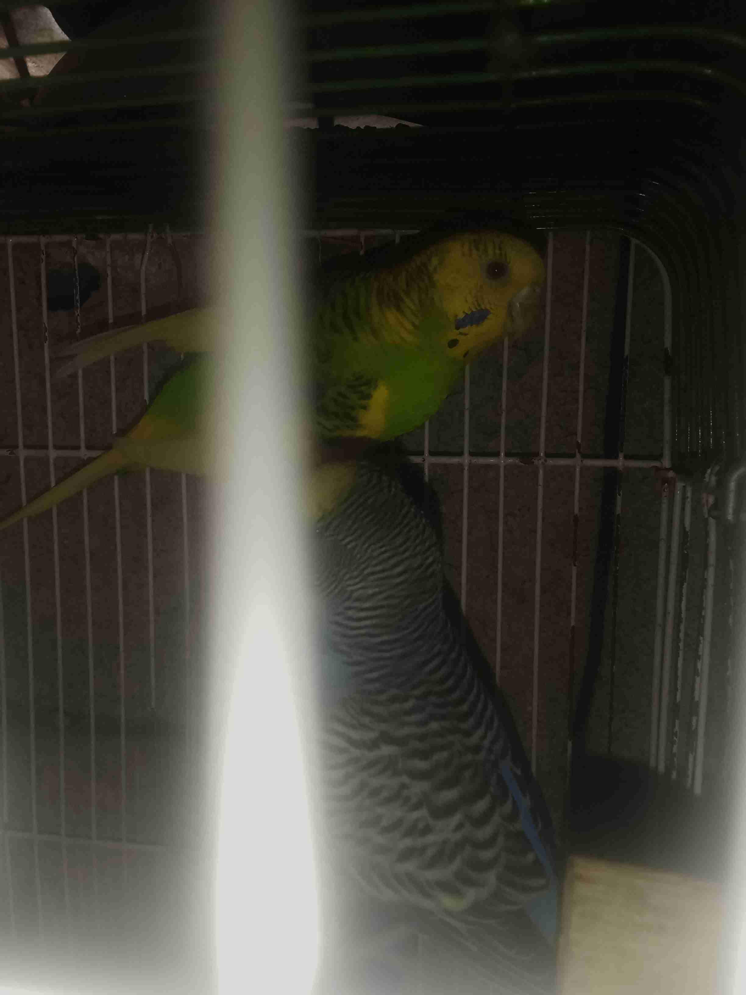 Pirouche