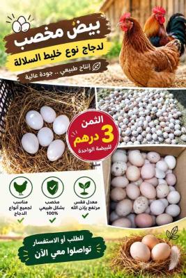 بيض مخصب