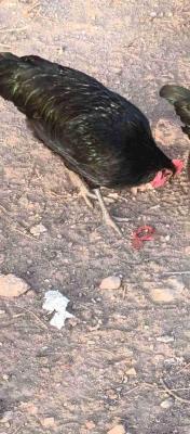 ديك أسترالوب