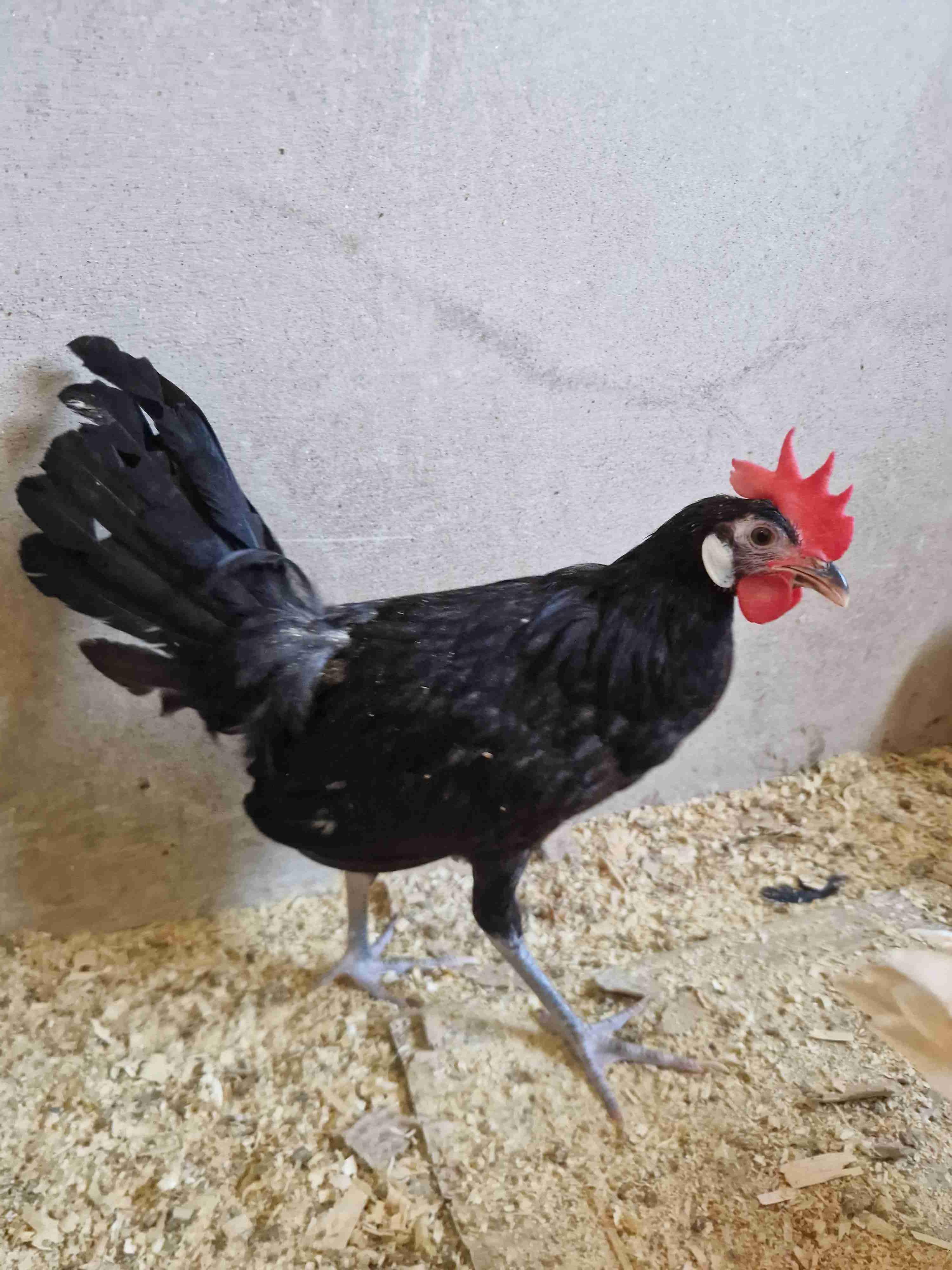 المهرج الاسباني
